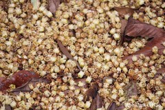 Paracroton pendulus subsp. zeylanicus